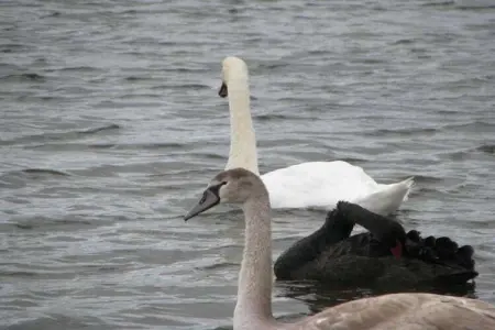 Résidence les Villas de la Baie 1, Charmante maison avec baignoire, située sur la côte normande - Photo 26