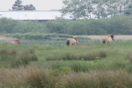 Résidence les Villas de la Baie 1, Charmante maison avec baignoire, située sur la côte normande - Photo 30