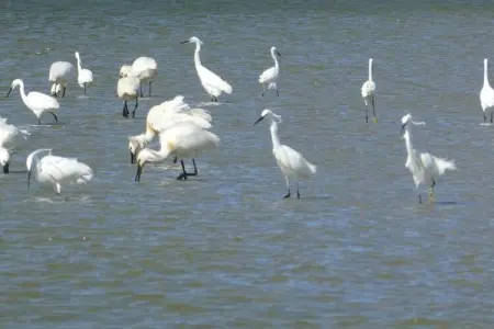 Résidence les Villas de la Baie 1, Charmante maison avec baignoire, située sur la côte normande - Photo 35