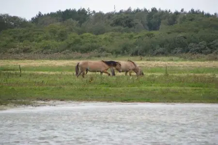Résidence les Villas de la Baie 1, Charmante maison avec baignoire, située sur la côte normande - Photo 39
