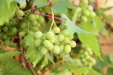 Villa d'Estienne, Belle maison de vacances avec piscine à Montaigu-de-Quercy - Photo 31