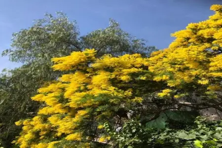 villa 3 pieces Villas Jumelées, Maison provençale à Bormes-les-Mimosas avec terrasse - Photo 30