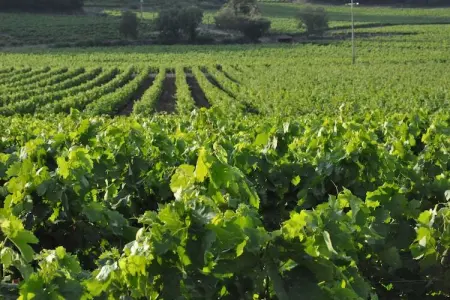 La Ratatouille, Villa spacieuse près de la mer à Cavalaire-sur-Mer - Photo 31
