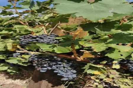 Villa Vida, Confortable villa avec piscine privée, 30km de la côte d'Azur - Photo 32