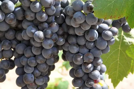 Villa Vida, Confortable villa avec piscine privée, 30km de la côte d'Azur - Photo 37