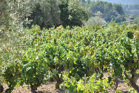 Villa Vida, Confortable villa avec piscine privée, 30km de la côte d'Azur - Photo 38