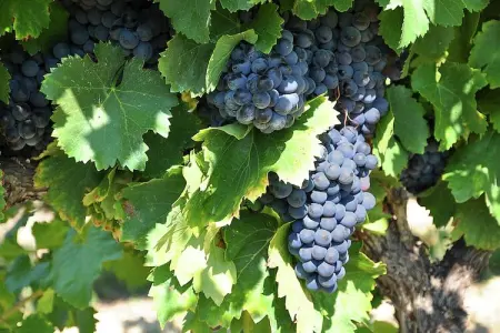 Petite maison, Maison de vacances confortable et piscine privée en Provence - Photo 39