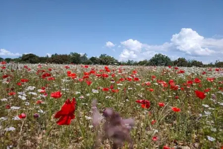 La Bastide des Chênes 1, Appartement avec climatisation, à 3 km du centre de Gordes - Photo 26