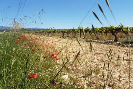 villa Fourniguières, Villa moderne à Saint-Pierre-de-Vassols avec piscine privée - Photo 30