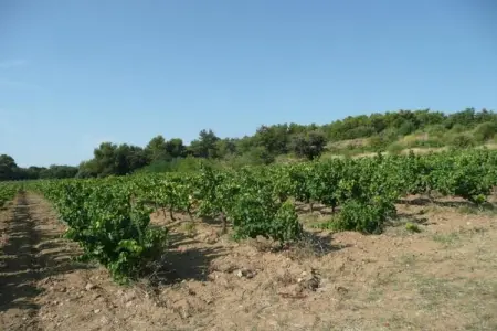 Entre Luberon et Avignon, Spacieuse maison de vacances en Provence avec piscine privée - Photo 33