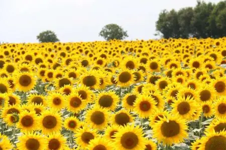 La Tour, Maison de vacances confortable avec piscine privée, Loire - Photo 36