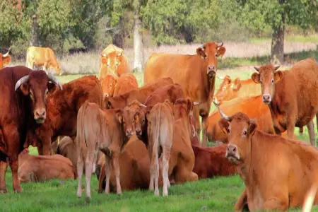 Gite La Forge de Bessous, Charmant cottage avec jardin à Ladignac-le-Long - Photo 25