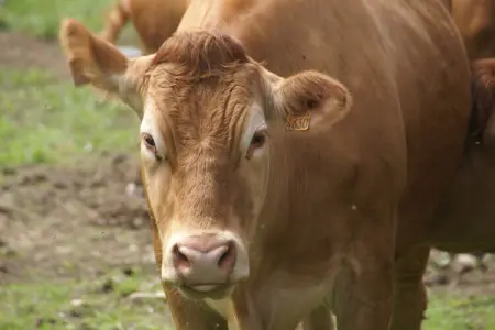 Genevieve 1, Charmante maison de vacances à Vagney près des pistes de ski - Photo 31