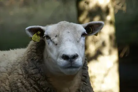 Genevieve 1, Charmante maison de vacances à Vagney près des pistes de ski - Photo 32