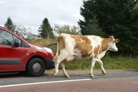 Genevieve 1, Charmante maison de vacances à Vagney près des pistes de ski - Photo 33