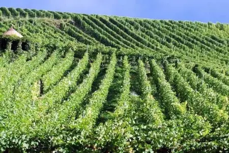 Les Chalets des Ayes 11, Chalet confortable, lave-vaisselle, dans les Hautes-Vosges - Photo 31