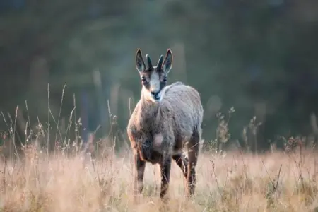 La Marmotte, Chalet au milieu de la Bresse avec terrasse - Photo 31