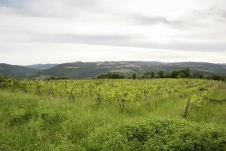 Casa Tiglio, Maison de vacances époustouflante en Toscane avec piscine - Photo 38