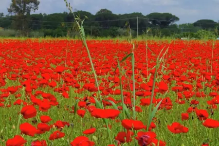 Pineta Azalea, Spacieuse maison de vacances près de la mer - Photo 36