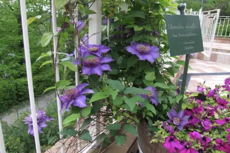 Sassetta Castagno, Spacieuse maison de vacances à Val Canina avec piscine - Photo 38