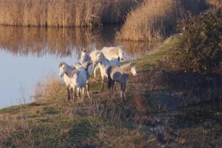 Michelangelo Hotel & Family Resort - Alba, Appartement familial dans une station balnéaire confortable - Photo 35