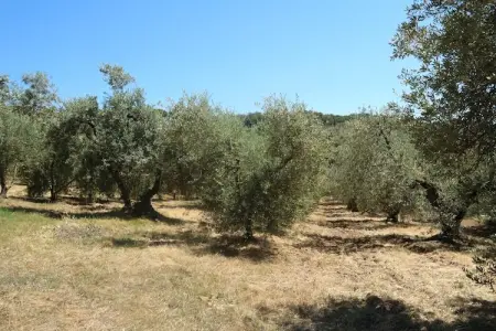 Lidia, Maison de vacances calme à Castagneto Carducci avec jardin - Photo 34