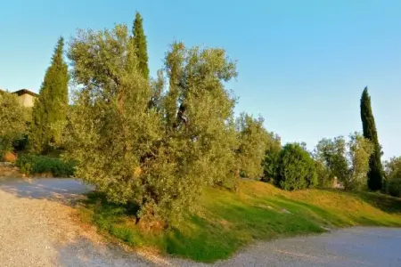 Lidia, Maison de vacances calme à Castagneto Carducci avec jardin - Photo 35
