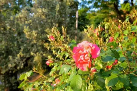 Lidia, Maison de vacances calme à Castagneto Carducci avec jardin - Photo 37