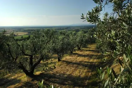 Lidia, Maison de vacances calme à Castagneto Carducci avec jardin - Photo 38