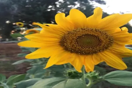 La Villa, Villa moderne avec piscine à Cisternino - Photo 24