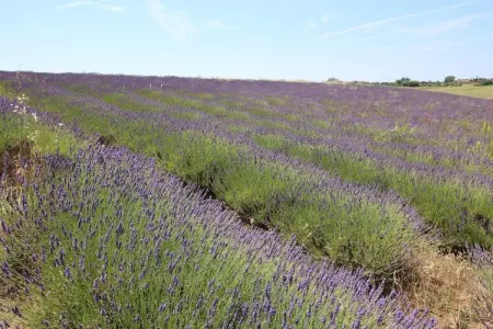 Sughera, Ferme moderne à Montalto di Castro avec piscine - Photo 27