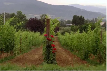 Villa Monte Acuto, Magnifique Villa Dans Umbertide avec piscine privée - Photo 25