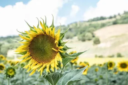 Villa Monte Acuto, Magnifique Villa Dans Umbertide avec piscine privée - Photo 33