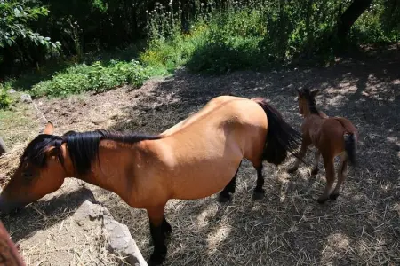 Club House, Mas cosy à Paciano avec piscine privée - Photo 32