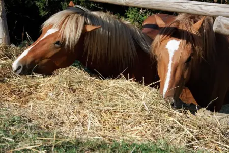 Club House, Mas cosy à Paciano avec piscine privée - Photo 35