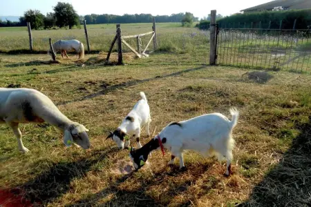 Cavaliere d'Italia, Grande ferme avec piscine à Castiglione del Lago - Photo 36