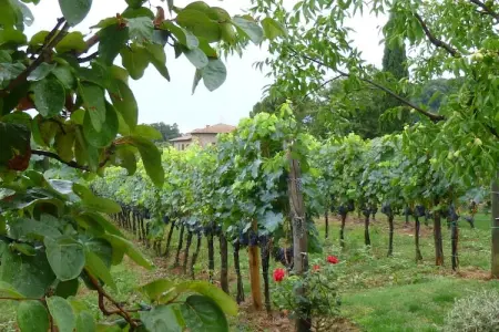 Pino, Maison agro-touristique en Ombrie avec terrasse privée - Photo 34