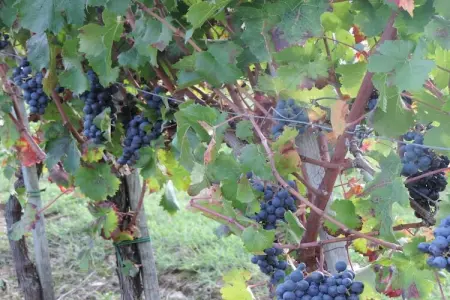 Pino, Maison agro-touristique en Ombrie avec terrasse privée - Photo 35