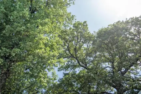 Nespolo Due, Gîte rustique avec jardin à Magione - Photo 27