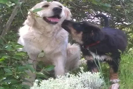 Nespolo Due, Gîte rustique avec jardin à Magione - Photo 37