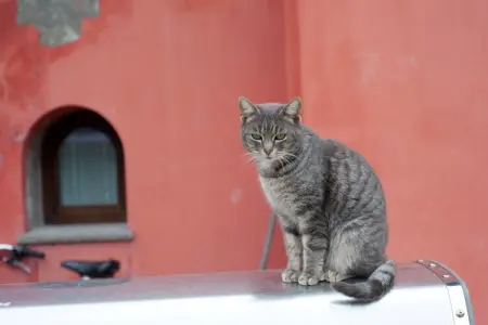 Appartamento Yassine, Maison de vacances confortable à Tredozio, avec barbecue - Photo 27