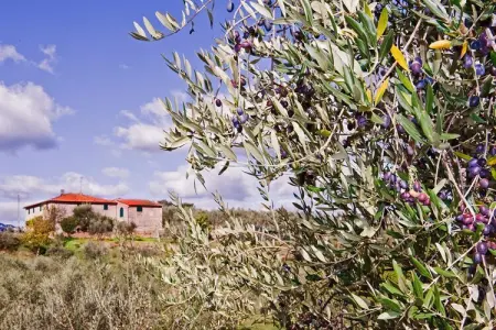La Casa dei Due Olivi, Ferme rustique à San Baronto avec piscine - Photo 38