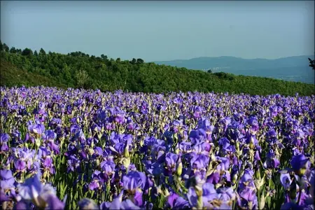 Belvedere Acacie, Ferme rustique à Castelfranco Piandiscò avec vue panoramique - Photo 32
