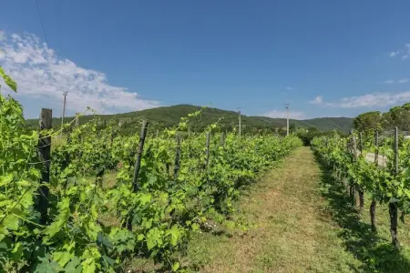 San Martino, Vaste maison de vacances à Bucine avec piscine privée - Photo 29