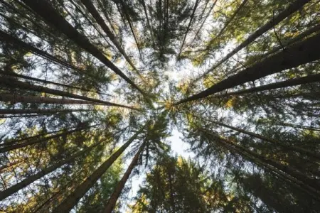 San Martino, Vaste maison de vacances à Bucine avec piscine privée - Photo 30