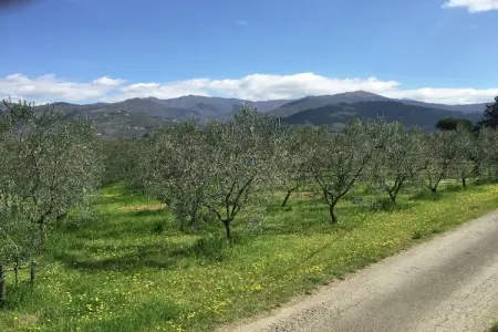 Lisa, Demeure accueillante avec piscine en Toscane - Photo 33