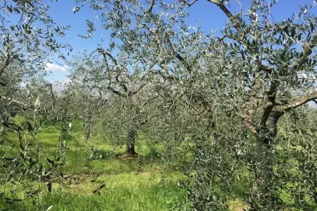 Lisa, Demeure accueillante avec piscine en Toscane - Photo 34