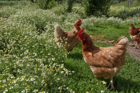 Montecchio, Ferme spacieuse avec piscine s à Castiglion Fiorentino - Photo 38
