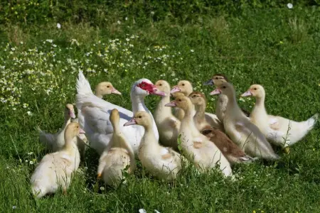 Montecchio, Ferme spacieuse avec piscine s à Castiglion Fiorentino - Photo 39