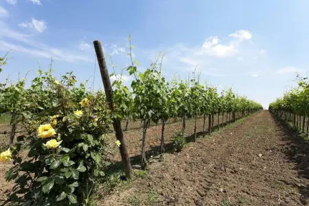 Portico della Volpe, Maison de vacances de charme à Foiano della Chiana - Photo 16